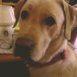 Meet your Posher, Penny